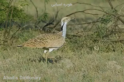 هوبره اسیایی